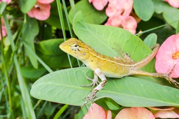 chameleon in nature garden