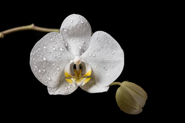 Orchid. White orchid flowers isolated on black background.