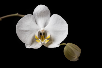 White Orchid. White orchid flowers isolated on white background.
