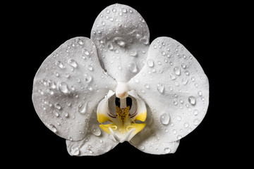 White Orchid. White orchid flowers isolated on white background.