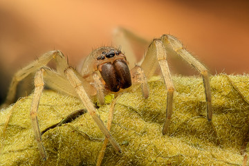 Extreme magnification - Spider on a leaf, front view