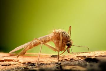 Extreme magnification - Mosquito on a branch