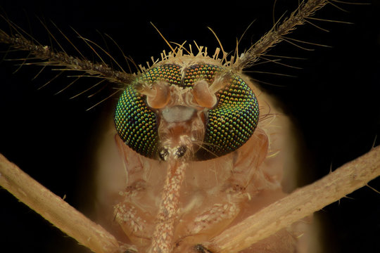 Extreme magnification - Mosquito head, front view