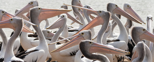 Victorian Pelicans