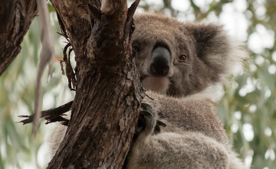 Koala in the wild