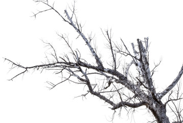 arbre mort sur fond blanc