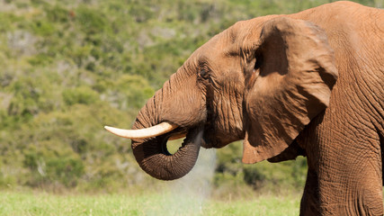 Elephant in Addo
