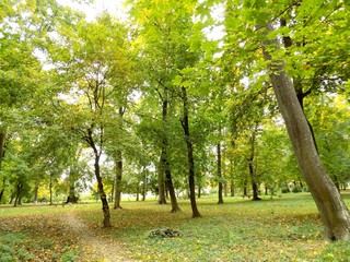 Naklejka premium Path in forest park