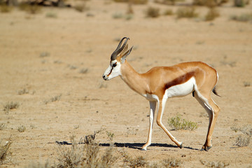 Springbok - skocznik antylopi - na Pustyni Kalahari