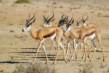 Springbok - skocznik antylopi - na Pustyni Kalahari - obrazy, fototapety, plakaty