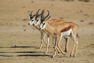 Springbok - skocznik antylopi - na Pustyni Kalahari © andrzej_67