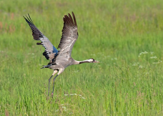 Take off the crane. Common crane or Eurasian crane (Grus grus).