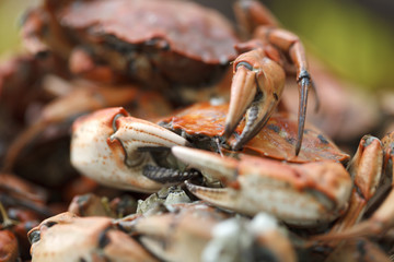 boiled crab closeup