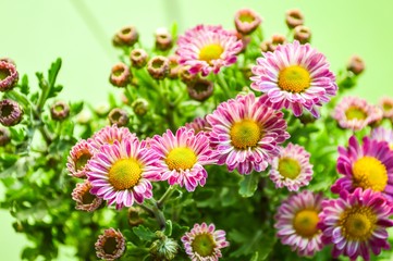 Chrysanthemum flower in garden - Dendranthemum grandifflora