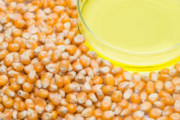 Research corn energy, biofuel and gmo in laboratory