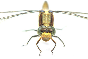 dragonfly macro isolated on white background