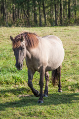 Koń (Equus caballus) na pastwisku