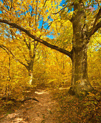 Obraz premium Nice autumnal scene