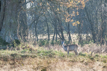 Sarna w naturalnym środowisku, Capreolus capreolus