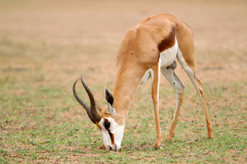 Springbok - skocznik antylopi - na Pustyni Kalahari © andrzej_67