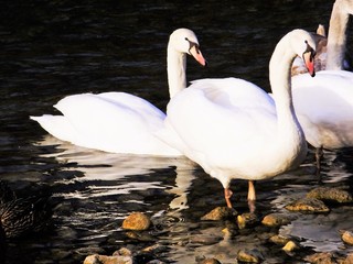 アルプ湖の白鳥