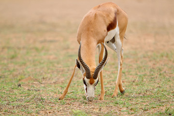 Springbok - skocznik antylopi - na Pustyni Kalahari © andrzej_67