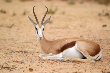 Springbok - skocznik antylopi - na Pustyni Kalahari © andrzej_67