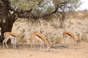 Stado Springbok - skoczników antylopich - na drodze na Pustyni Kalahari © andrzej_67