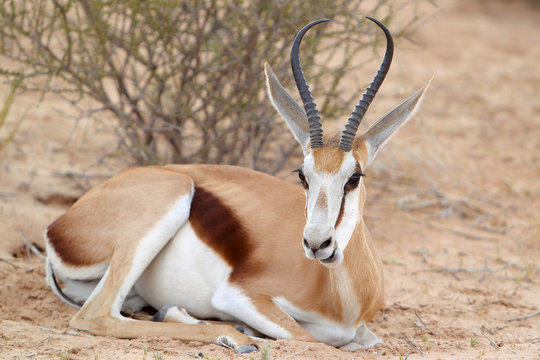 Stado Springbok - skocznik&oacute;w antylopich - na drodze na Pustyni Kalahari