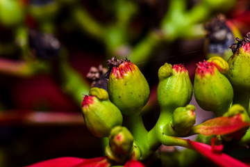 Red and Green Poinsettia plant closeup