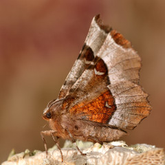 Purple thorn moth (Selenia tetralunaria). A beautifully coloured moth with the underside of wings visible
