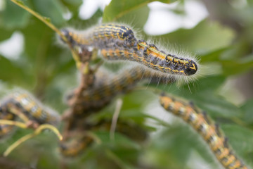 Buff-tip moth (Phalera bucephala) caterpillars. Caterpillars in the family Notodontidae feeding on turkey oak (Quercus cerris)