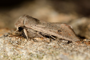 Small quaker moth (Orthosia cruda). An moth that flies early in the year, in the family Noctuidae
