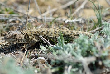 Caucasian agama (Paralaudakia caucasia). A lizard previously known as Laudakia caucasia, in the wild in hills near Baku, capital of Azerbaijan
