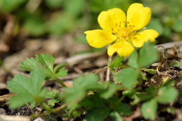 Obraz na płótnie Canvas Creeping cinquefoil (Potentilla reptans). A plant in the rose (Rosaceae) family in flower, seen from ground level 