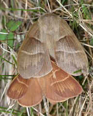 Fox moth (Macrothylacia rubi) , mating, seen from above. Moths in the family Lasiocampidae in cop, with the larger female towards the top


