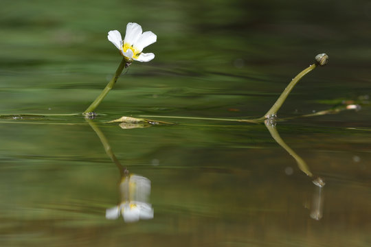 Water crowfoot (Ranunculus sp.) in flower near Bath, UK. An aquatic plant in flower in a river

