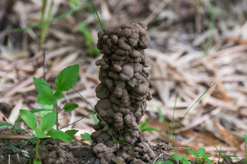 The presence of earthworms