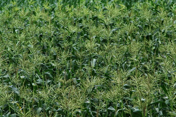 トウモロコシ畑