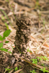 The presence of earthworms