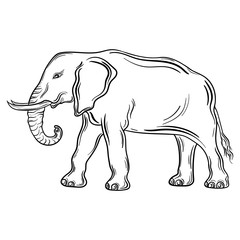 Elephant