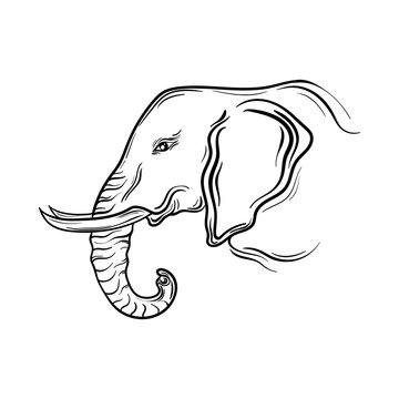 Elephant  head