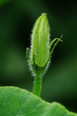 カボチャの花
