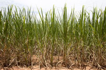 sugarcane plantation