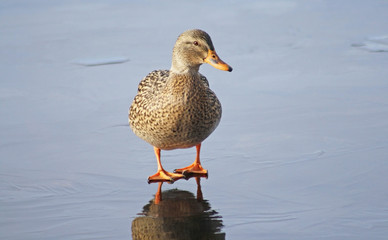 One tiny Mallard duck female standing alone on the icy surface of a frozen pond
