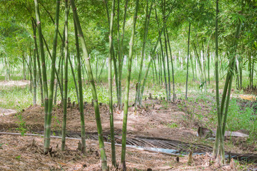 Fototapeta na wymiar bamboo shoot in garden