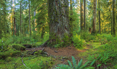 Hoh Rainforest, Olympic National Park, Washington state, USA
