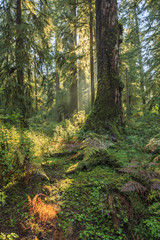 Fototapeta na wymiar Hoh Rainforest, Olympic National Park, Washington state, USA