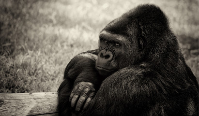 regard de gorille dans un zoo