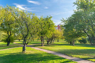 Fototapeta na wymiar garden in the city of St. Petersburg